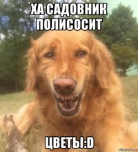 ха садовник полисосит цветы:d