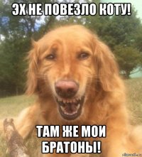 эх не повезло коту! там же мои братоны!