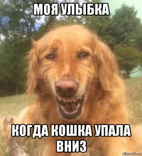 моя улыбка когда кошка упала вниз