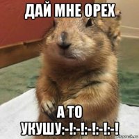 дай мне орех а то укушу:-!:-!:-!:-!:-!