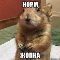 норм жопка