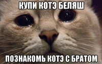 купи котэ беляш познакомь котэ с братом