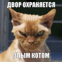 двор охраняется злым котом