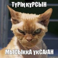 түрің құрсын мысыққа ұқсаған