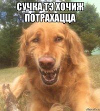 сучка тэ хочиж потрахацца 