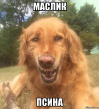 маслик псина