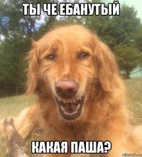 ты че ебанутый какая паша?