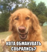  кота обманувать собрались?