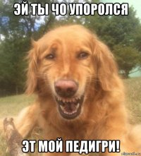 эй ты чо упоролся эт мой педигри!