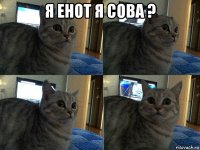 я енот я сова ? 