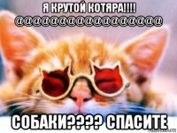 я крутой котяра!!!! @@@@@@@@@@@@@@@@@ собаки???? спасите