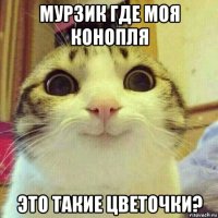 мурзик где моя конопля это такие цветочки?