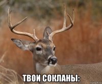  твои сокланы: