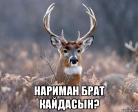  нариман брат кайдасын?