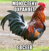 мою стену охраняет евсеев