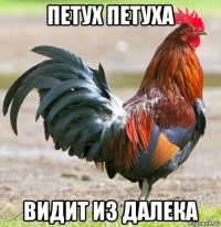 петух петуха видит из далека