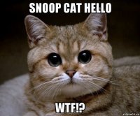 snoop cat hello wtf!?