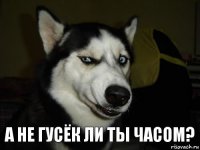 А не гусёк ли ты часом?