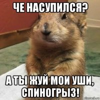 че насупился? а ты жуй мои уши, спиногрыз!