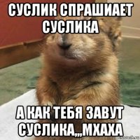 суслик спрашиает суслика а как тебя завут суслика,,,мхаха