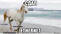 сдал ethernet