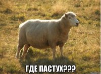  где пастух???