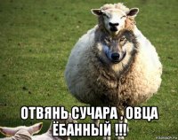  отвянь сучара , овца ёбанный !!!