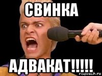 свинка адвакат!!!!!