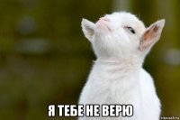  я тебе не верю