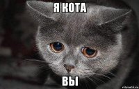 я кота вы