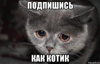 подпишись как котик