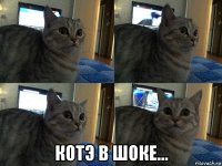  котэ в шоке...