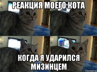 реакция моего кота когда я ударился мизинцем