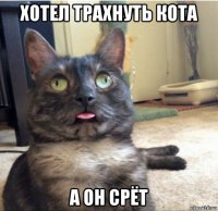 хотел трахнуть кота а он срёт