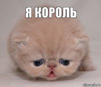 я король