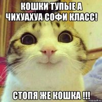 кошки тупые а чихуахуа софи класс! стопя же кошка !!!