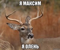 я максим я олень