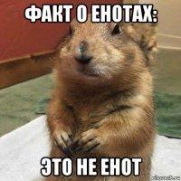 факт о енотах: это не енот