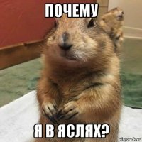 почему я в яслях?