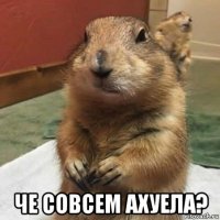  че совсем ахуела?