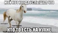 мой кот когда услышал что кто то есть на кухне