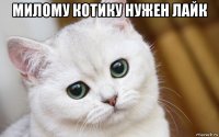 милому котику нужен лайк 