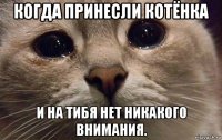 когда принесли котёнка и на тибя нет никакого внимания.