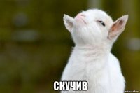  скучив