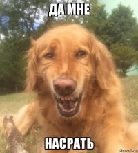 да мне насрать