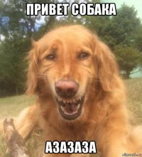 привет собака азазаза