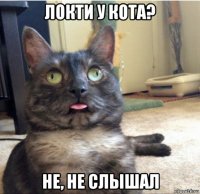 локти у кота? не, не слышал