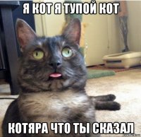 я кот я тупой кот котяра что ты сказал