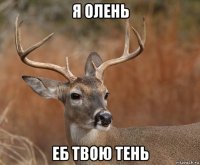 я олень еб твою тень