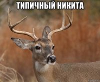 типичный никита 